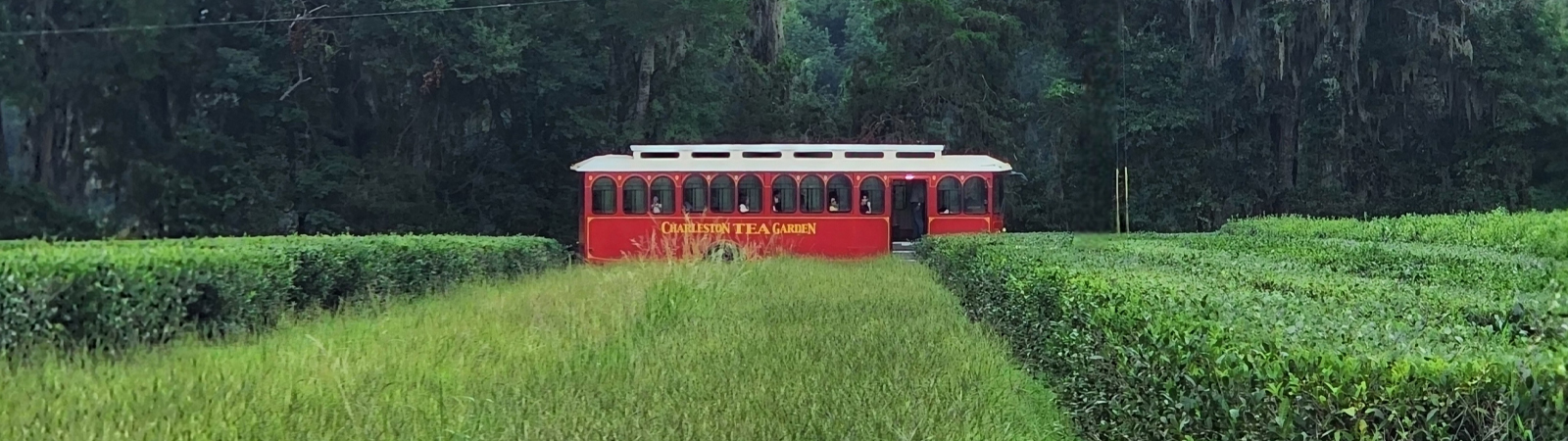 Tea Field