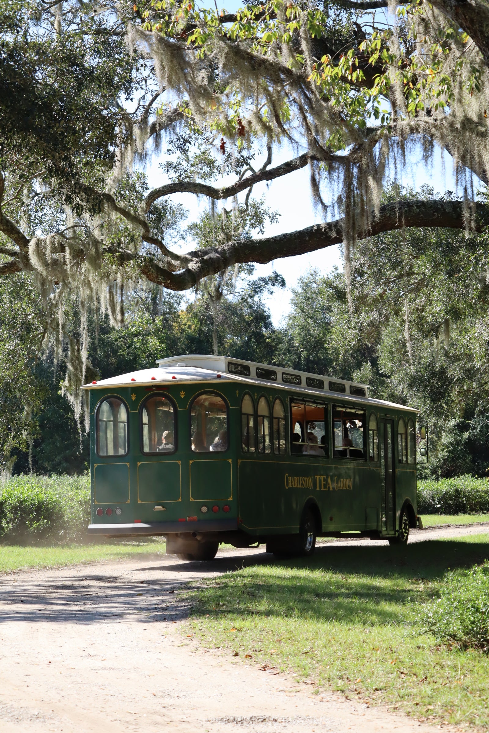 Trolley under tree