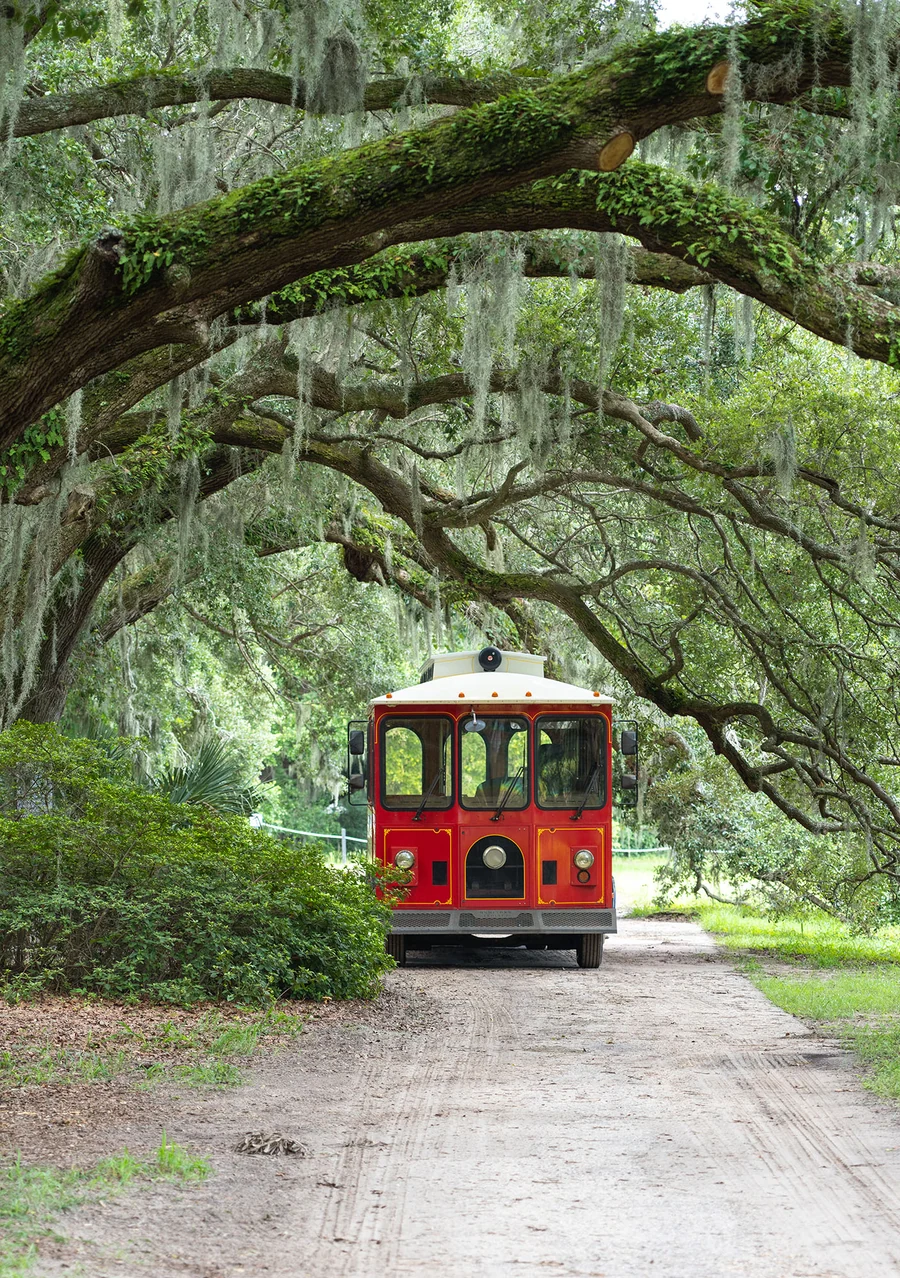 Spanish moss tree